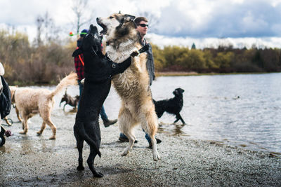 Dogs in a water