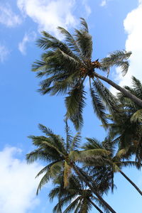 Low angle view of coconut palm tree against sky