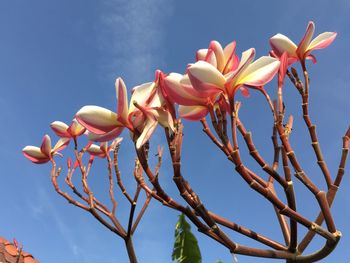 Low angle view of pink flowering plants against sky