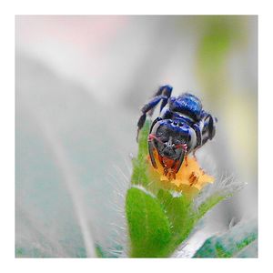 Close-up of bee on leaf