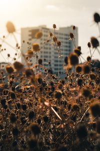 Close-up of flowering plants on field against sky