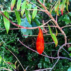 Close-up of leaves