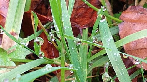 Close-up of green leaves