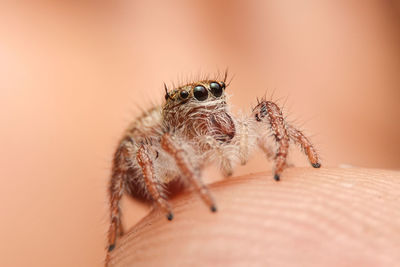 Close-up of spider