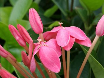 Close-up of pink flowers blooming outdoors