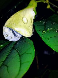 Close-up of water drops on leaf