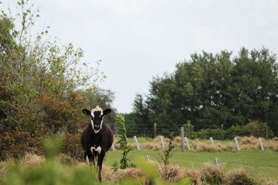 Holstein friesian cow in the pasture. one black and white cow in the farmland.