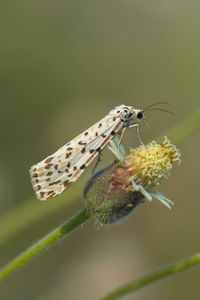 Close-up of a pollinating butterfly on a flower in nature