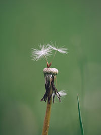 Close-up of wilted dandelion flower