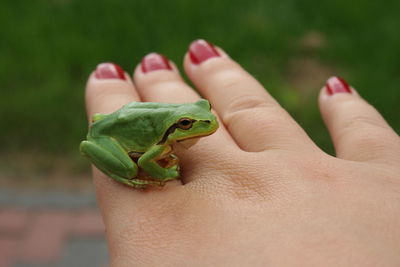 Close-up of green frog on woman finger