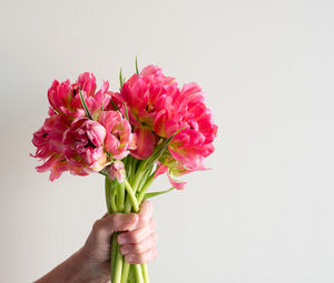 Close-up of hand holding pink roses against white background