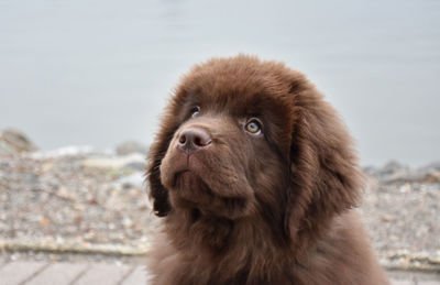 Cute brown newfoundland dog with hazel eyes looking up.