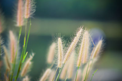 Close-up of stalks in field