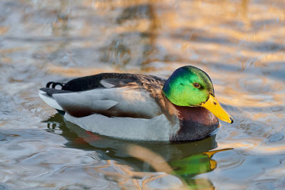 High angle view of mallard duck swimming in lake