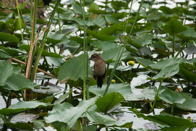 Plants growing on a tree
