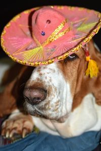 Close-up of dog wearing hat
