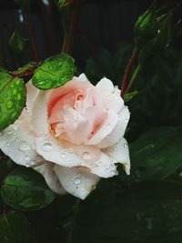 Close-up of water drops on rose