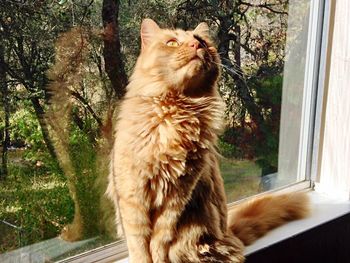 Close-up of cat looking through window