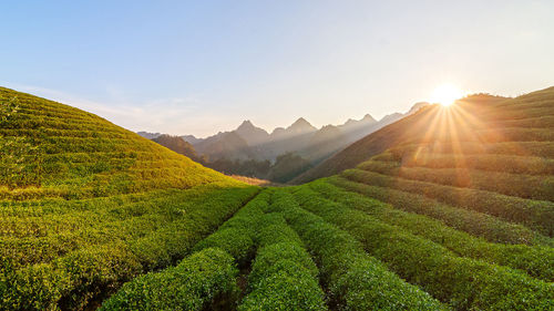 Scenic view of agricultural field against sky