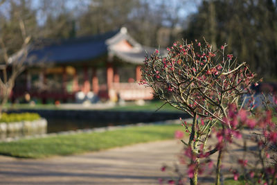 Close-up of plants on sunny day