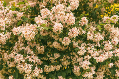 Catalpa tree blooming with white flowers. floral theme