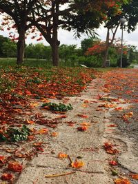 Autumn leaves on footpath