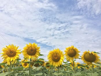 Close-up of sunflowers on field against cloudy sky