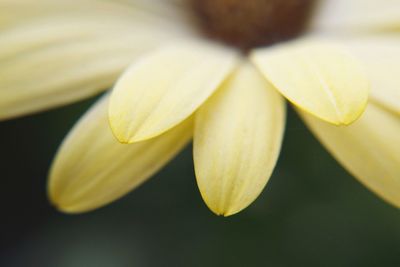 Close-up of white flowers