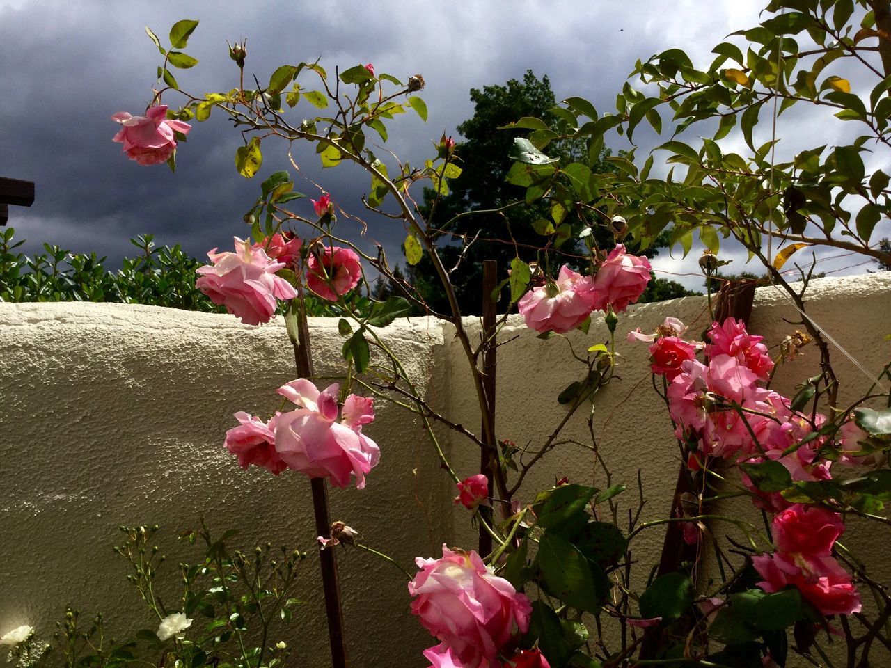 Roses against rain clouds