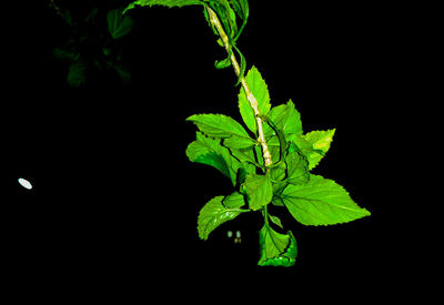 Close-up of plant against black background