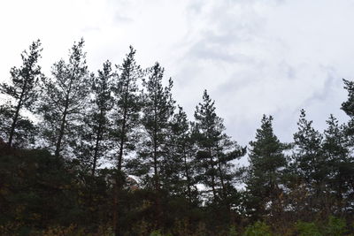 Low angle view of pine trees in forest against sky