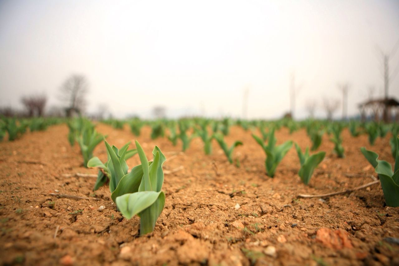 growth, leaf, plant, nature, fragility, surface level, selective focus, focus on foreground, field, close-up, beauty in nature, freshness, flower, green color, stem, tranquility, growing, day, new life, outdoors