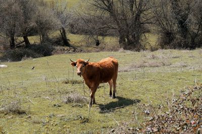Brown cow standing on field during sunny day