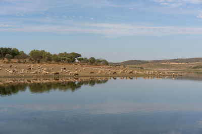 Sheeps on an alentejo dry landscape with dam lake reservoir and reflection in terena, portugal