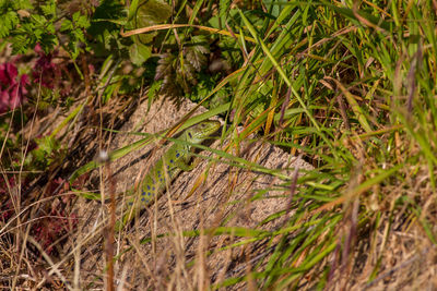 Close-up of lizard on grass in field