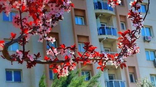 Low angle view of flowering tree by building