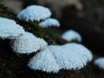 Close-up of white flowers on snow