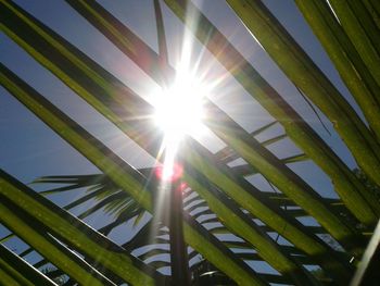 Low angle view of palm trees against sky