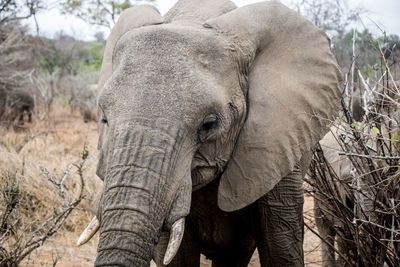 Close-up of elephant on field