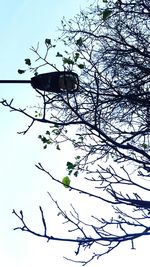 Low angle view of bare tree against clear sky