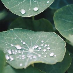 Close-up of water drops on leaves