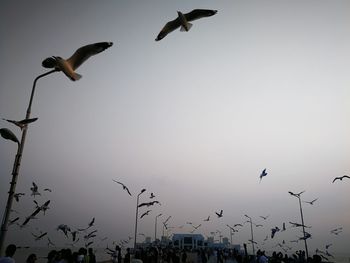 Low angle view of seagulls flying in sky