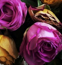 Close-up of pink roses