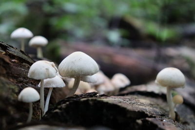 Close-up of mushrooms growing on land