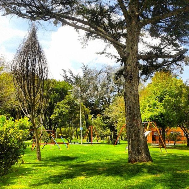 tree, grass, green color, tree trunk, tranquility, growth, tranquil scene, branch, sky, beauty in nature, nature, park - man made space, landscape, field, scenics, grassy, lawn, shadow, sunlight, park