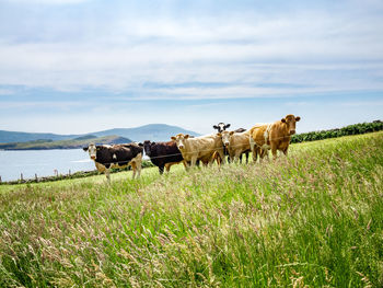 Horses in a field