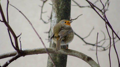 Close-up of bird perching on branch