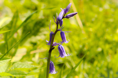 Close-up of purple flower blooming