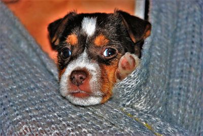 Close-up portrait of dog