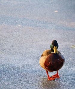 Duck swimming in lake